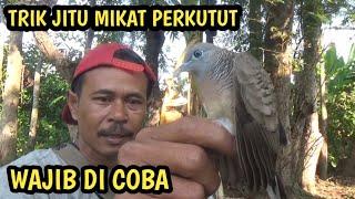 boleh di coba mikat perkutut dengan cara ini cepat dapat