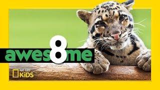 Wildest Cats in the World  Awesome 8