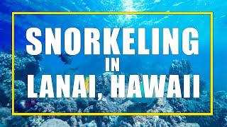 Lanai Snorkelling From Maui with Trilogy