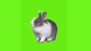 Rabbit green screen video green screen videos