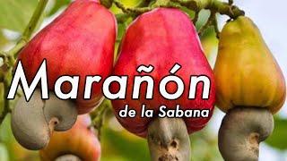 Marañones de la Sabana en Chinú Cordoba #Marañon oportunidad para la #agricultura colombiana