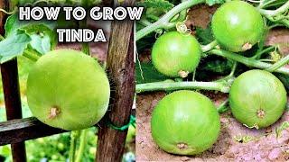 गर्मी के मौसम में घर पर टिंडा कैसे उगाएं  How to grow TINDA from seeds