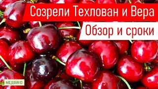 Черешни Техлован и Вера обзор и сроки