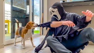 DOGS vs GHOSTFACE Pranks  Funny Reactions 