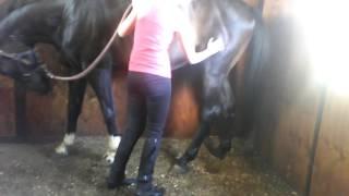 Horse Massage #3.2