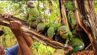 dapat burung cantik dibatang besar