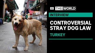 Turkey’s new law to remove stray dogs from the streets  The World