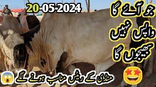 Mid Range Maal Northern Bypass Mandi Latest May 20 2024 Update 2lac To 8 Lac B4BIRDS