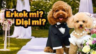 Erkek köpek mi? dişi köpek mi?