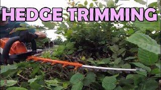 Hedge trimming - Hornbeam