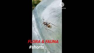 FLORA dan FAUNA #shorts