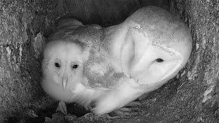 Lucky Barn Owl Adopted by Wild Owls  Gylfie & Dryer  Robert E Fuller