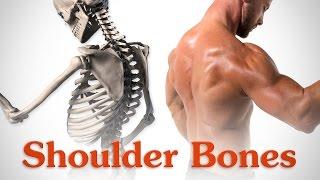 Anatomy of the Shoulder Bones