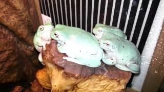 Whites tree frogs croaking on command