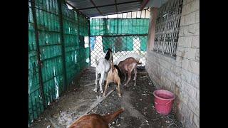 Eid slaughter for goats