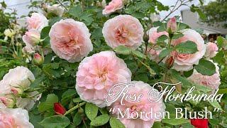 Morden Blush  Rosa Shrub