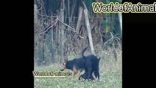 Black bitch and German shepherd dogs mating