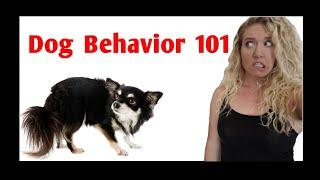 Dog Body Language COMPLETE GUIDE to Dog Stress Signals