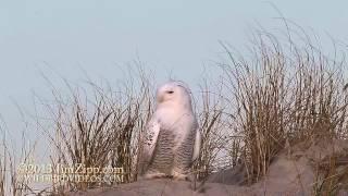 SnowyOwl Eating Rabbit and flyby Snow Buntings