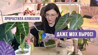 Клубни Алоказий. Как проращивать? Как добиться зеленого мха?