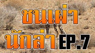 #สารคดี ชนเผ่านักล่า  เอาชีวิตรอดแบบคนป่า ล่าสัตว์ หากินแบบคนป่า EP.7