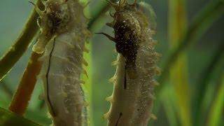 Seahorse Mating Dance - The Great British Year Episode 2 Preview - BBC One