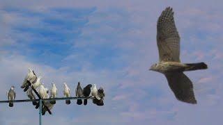 Зимние Атаки Ястреба на Голубей 2024 Winter Hawk Attacks on Pigeons 2024