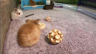 LIVE Bunny Cam Baby Bunnies Playing