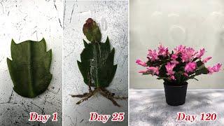 How to grow a Christmas Cactus from cuttings fast and easy