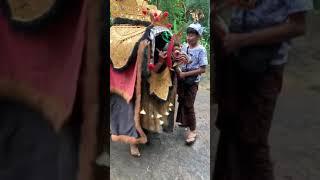 Barong Bangkung jatuh terplesèt