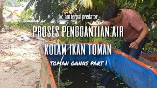 PELIHARA IKAN TOMAN DI KOLAM TERPAL