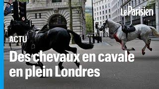 Londres  des chevaux s’échappent et sèment la pagaille en plein centre-ville
