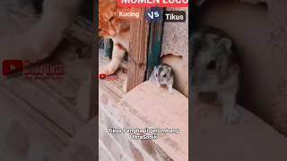 Kemampuan Ultrasonik Tikus #feedshorts #facts #shortvideo #faktaunik #catvideos