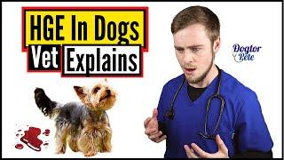 Hemorrhagic Gastroenteritis In Dogs  You NEED To Watch This To Save Your Dog  Vet Explains