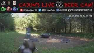 First Snake on Cajuns Live Deer Cam - In Memory of My Mom and Dad