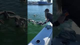 Pelicans loving the leftover bait #fishing