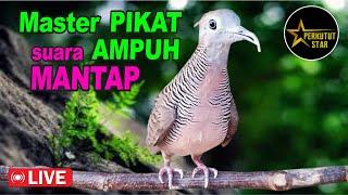 Perkutut Lokal Gacor MASTER PIKAT AMPUH MANJUR