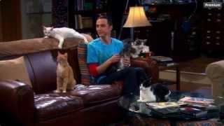 The Big Bang Theory - Sheldon & his Cats