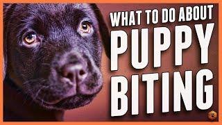 Puppy Biting? Learn Bite Inhibition Training