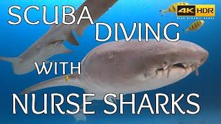 Scuba Diving with Nurse Sharks at Alimatha Vaavu Atoll - Maldives