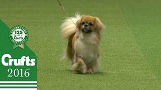 German Spitz Klein wins the Utility Group Judging  Crufts 2016