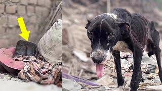 Abandoned after 10 years the dog guards the dirty bed his owner threw for him