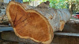 Sawing oak wood which is full of fiber