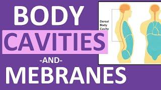 Body Cavities and Membranes Dorsal Ventral- Anatomy and Physiology