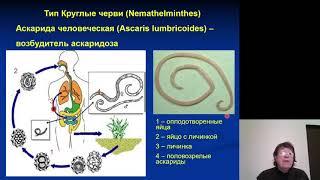 Биология. Круглые черви - паразиты человека