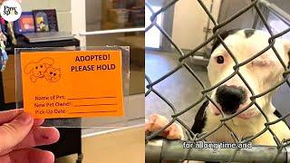 Shelter Dogs Get Adopted - Priceless Moments When Shelter Dogs Realized They Are Being Adopted