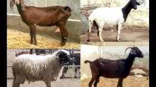 الفرق بين الضأن والماعز .. the difference between sheep and goats