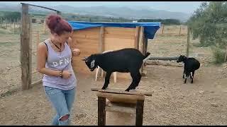 Hercules the goat shows of his strength