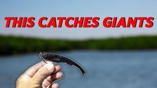 This Lure Catches Giants Insane Day Inshore Fishing