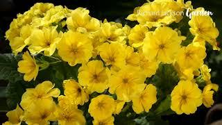 Scented Multi-flowering Polyanthus Veristar Yellow